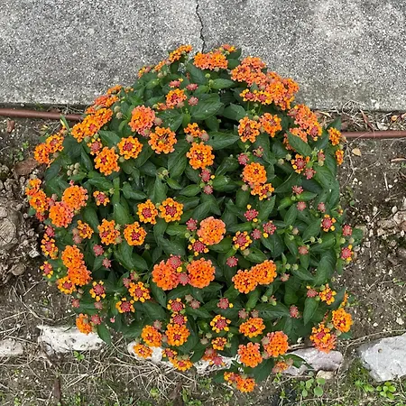 Anna Iii Appartamento